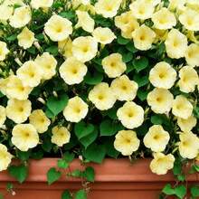 Plantes vivantes - Multicolore - Voir 1