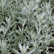 Pampas grass seeds, potted garden ornamental grass seeds, outdoor garden planting, soft flower spikes, decorative garden, adding a lively atmosphere