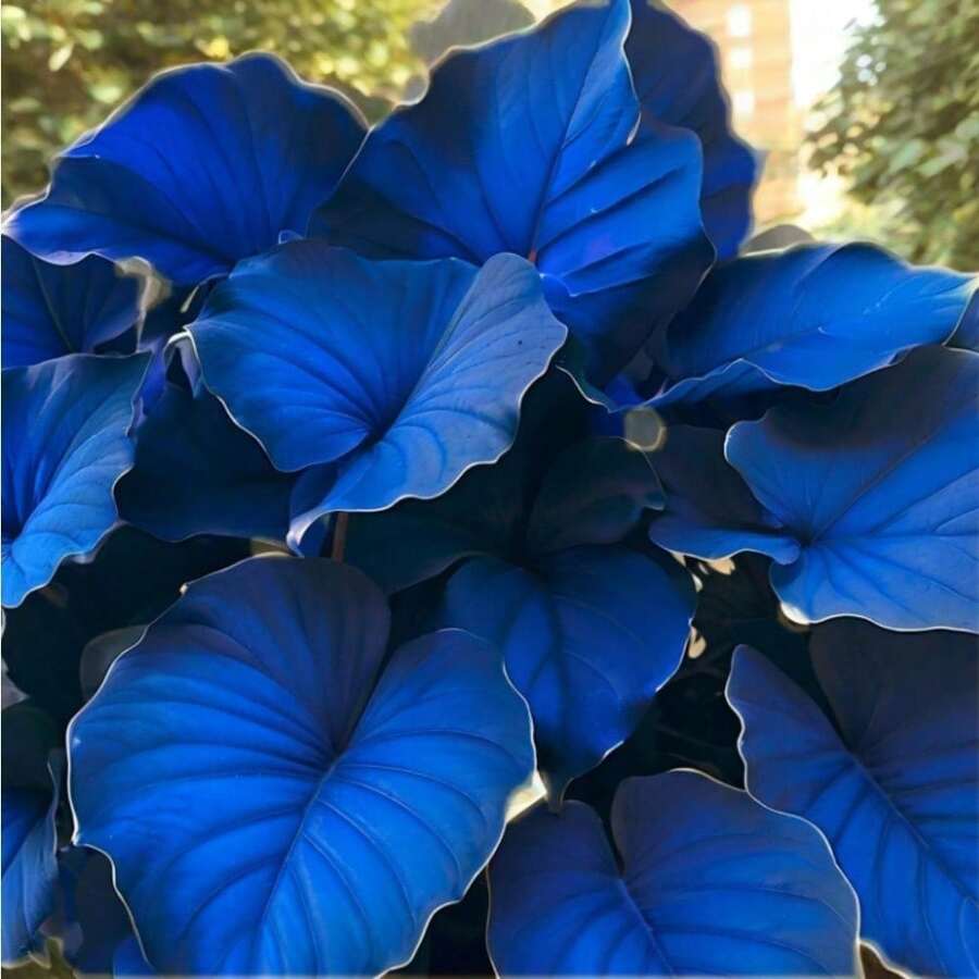 Perilla seeds, potted seeds, outdoor vegetable seeds, indoor and outdoor sowing, home gardening planting, balcony, potted plants, terrace, outdoor planting suitable for plant gardening planting