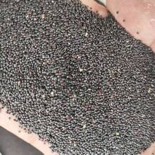 100pcs Hosta Seeds Long Lived Leaf Seeds For Bonsai Potted Plants Indoor Outdoor Planting Full Sun Ornamental Heirloom Flower Seeds Attracts Pollinators - 100 件 - 查看 2