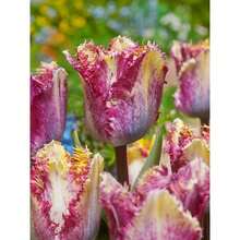50 tulip seeds, brightly colored flower seeds and succulent seeds, ideal for both indoor and outdoor gardening, making them ideal for landscape design.