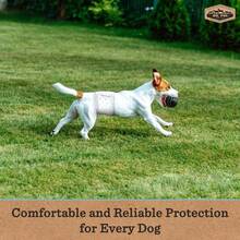 - Paales para Perros Macho, superabsorbentes, Transpirables, a Prueba de Fugas con indicador de Humedad, XS, 50 Unidades - Talla XS de cintura 6-13 pulgadas - Ver 7