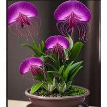 Plantas vivas - 50 piezas/semillas - Ver 2