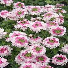 Semillas de Verbena 'Beso Rojo' (100 uds) - Romance y Alegría - Multicolor - Ver 11