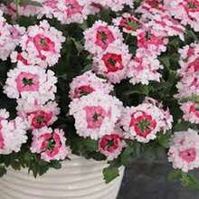 Semillas de Verbena 'Beso Rojo' (100 uds) - Romance y Alegría - Multicolor - Ver 6