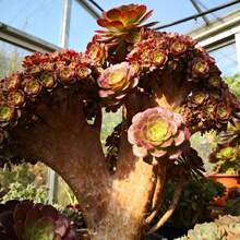 100pcs Succulent Seeds Flowers Tabletop Decoration Garden Detail Balcony Corner Cultivation Compact Shape Fits Tabletop Universal Potted Cultivation Bright Color Beautifies Details