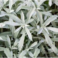 Pampas grass seeds, potted garden ornamental grass seeds, outdoor garden planting, soft flower spikes, decorative garden, adding a lively atmosphere