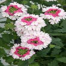 Semillas de Verbena 'Beso Rojo' (100 uds) - Romance y Alegría - Multicolor - Ver 5