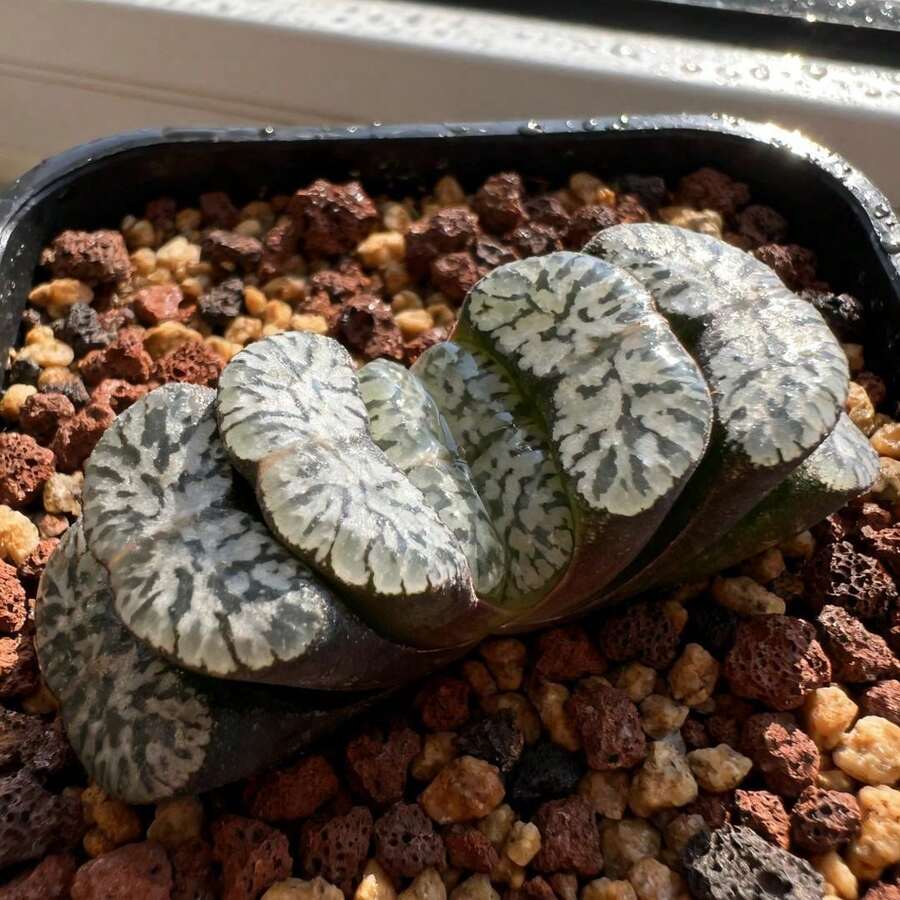 100pcs Succulent Seeds Flowers Tabletop Decoration Garden Detail Balcony Corner Cultivation Compact Shape Fits Tabletop Universal Potted Cultivation Bright Color Beautifies Details