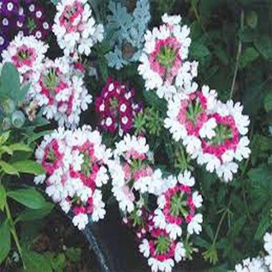 Semillas de Verbena 'Beso Rojo' (100 uds) - Romance y Alegría - Multicolor - Ver 1