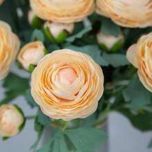 Artificial Ranunculus Flowers With Real Touch Stem, Silk Ranunculus Flowers(10 Pack) (White)-KF - Champagne - View 4