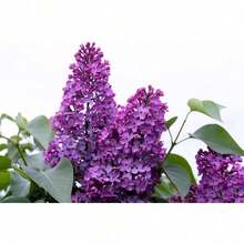 60 Seeds French / Vintage Lilac Shrub Seeds Cold-Resistant And Suitable For All Seasons, Ideal For DIY Gardens, Home Gardens, Flower Pots, And Courtyards - An Ideal Gardening Gift - 變式1 - 查看 6