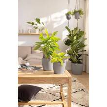 Lechuza Recipiente, Polipropileno PP, Blanco - Marrón - Ver 7