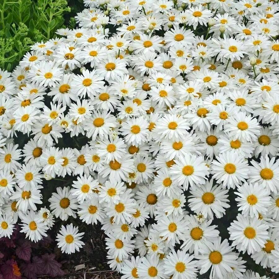 Perennial Daisy Flower Seeds, For Planting, 100 Seeds, Cold Resistant And Suitable For All Seasons, Ideal For DIY Gardens, Home Gardens, Flower Pots, And Courtyards - An Ideal Gardening Gift - 非洲雛菊花種子 - 查看 1