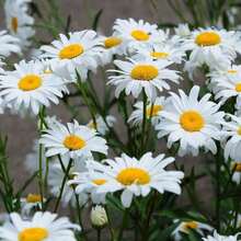 Perennial Daisy Flower Seeds, For Planting, 100 Seeds, Cold Resistant And Suitable For All Seasons, Ideal For DIY Gardens, Home Gardens, Flower Pots, And Courtyards - An Ideal Gardening Gift - 非洲雛菊花種子 - 查看 2