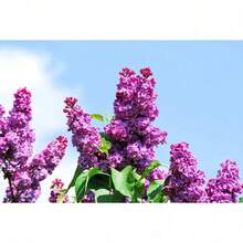 60 Seeds French / Vintage Lilac Shrub Seeds Cold-Resistant And Suitable For All Seasons, Ideal For DIY Gardens, Home Gardens, Flower Pots, And Courtyards - An Ideal Gardening Gift - 變式1 - 查看 5