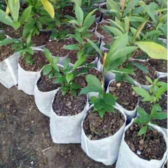 100 件植物种植袋 - 无纺布种子入门套件，适用于蔬菜、花卉和幼苗，透气防水花园配件，白色，非常适合室内/室外园艺、农场苗圃、阳台和家庭花园