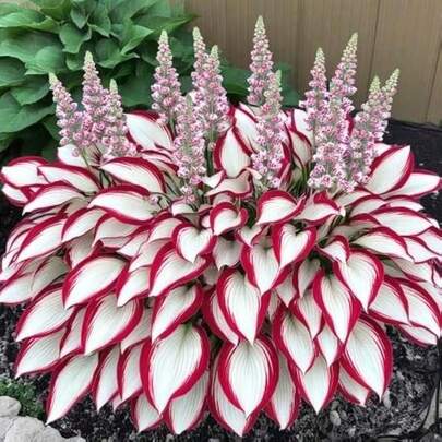 Seed Hosta Plant Seeds 200Pcs White Red