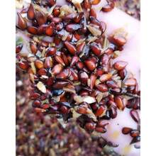 100 Premium Cadilia Seeds - Perfect For Shade Gardens, Pots, And Tropical Indoor Plants - Fast Growing, Deer Resistant