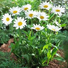 Perennial Daisy Flower Seeds, For Planting, 100 Seeds, Cold Resistant And Suitable For All Seasons, Ideal For DIY Gardens, Home Gardens, Flower Pots, And Courtyards - An Ideal Gardening Gift - 非洲雛菊花種子 - 查看 3