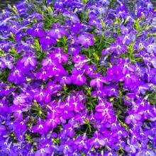 1000+ Perennial Mixed Lobelia Seeds For Planting - Non-GMO Heirloom Lobelia Ground Cover Flowers Great For Hanging Baskets Pots And Containers Cold-Resistant And Suitable For All Seasons, Ideal For DIY Gardens, Home Gardens, Flower Pots And Courtyards - An Ideal Gardening Gift - 5000 - View 5