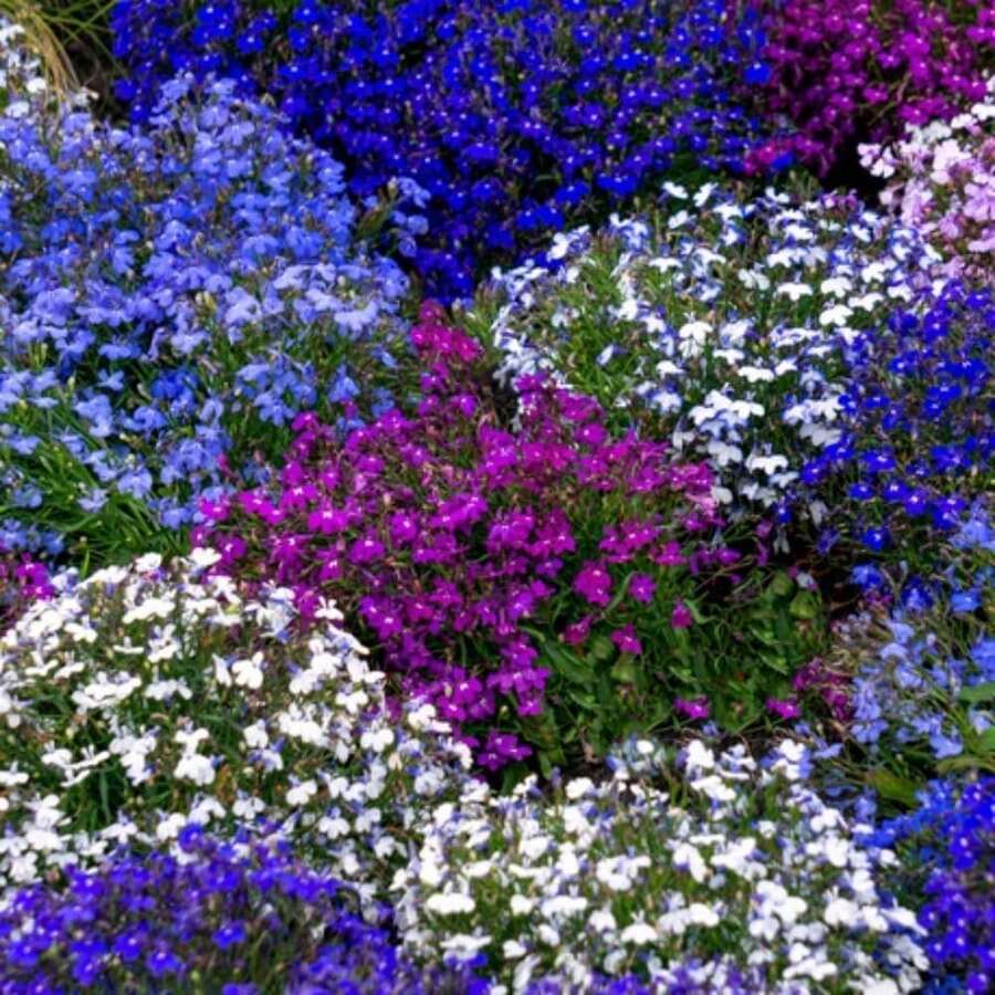 1000+ Perennial Mixed Lobelia Seeds For Planting - Non-GMO Heirloom Lobelia Ground Cover Flowers Great For Hanging Baskets Pots And Containers Cold-Resistant And Suitable For All Seasons, Ideal For DIY Gardens, Home Gardens, Flower Pots And Courtyards - An Ideal Gardening Gift - 5000 - View 1