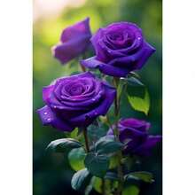 Start Your Unique Rose Garden With 50 German Purple Dragon Flower Seeds - Perfect For Spore Germination, Pollinator Habitat, Pet Safety - Ideal For Courtyards, Containers, Farms, And Home Decoration - 50 - 查看 4