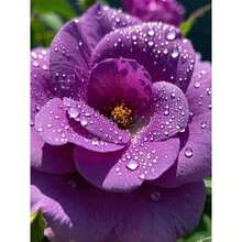 Start Your Unique Rose Garden With 50 German Purple Dragon Flower Seeds - Perfect For Spore Germination, Pollinator Habitat, Pet Safety - Ideal For Courtyards, Containers, Farms, And Home Decoration - 50 - 查看 5