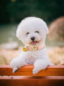 1 PC Personalized Gold Luxury Velvet Cat Collar With Bell, Customizable With Name And Phone Number - Prevent Your Pet From Getting Lost. This Soft And Adorable Handmade Mini Cat Collar Is Perfect For Medium And Small Dogs. - Multicolor - View 6