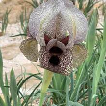 Imported Iris Bulbs, Perennial German Iris Seedlings, Drought And Cold Resistant, Balcony Pot Garden Ground FlowersHalloween - Christmas - Mother's Day - Valentine's Day - Jewelry Gifts - 100 件 - 查看 3