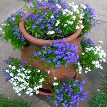 1000+ Perennial Mixed Lobelia Seeds For Planting - Non-GMO Heirloom Lobelia Ground Cover Flowers Great For Hanging Baskets Pots And Containers Cold-Resistant And Suitable For All Seasons, Ideal For DIY Gardens, Home Gardens, Flower Pots And Courtyards - An Ideal Gardening Gift - 5000 - View 3