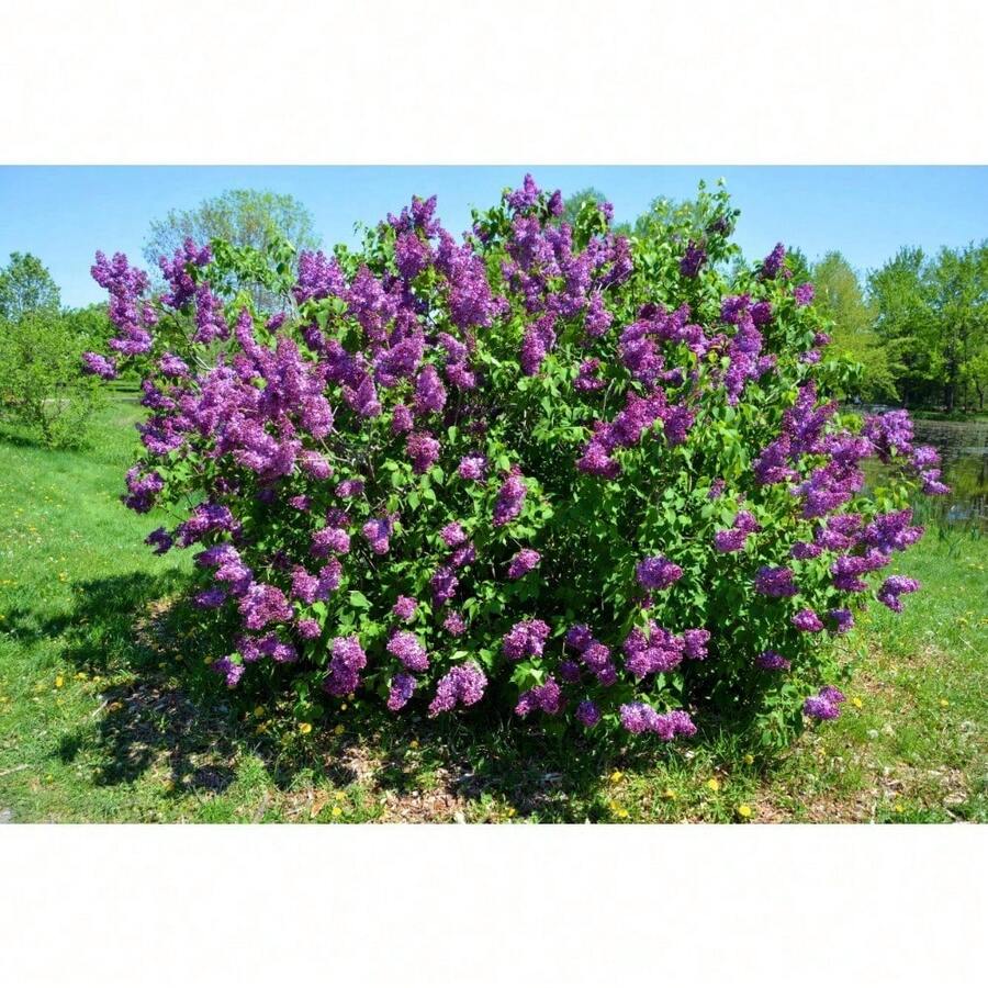 60 Seeds French / Vintage Lilac Shrub Seeds Cold-Resistant And Suitable For All Seasons, Ideal For DIY Gardens, Home Gardens, Flower Pots, And Courtyards - An Ideal Gardening Gift - 變式1 - 查看 1
