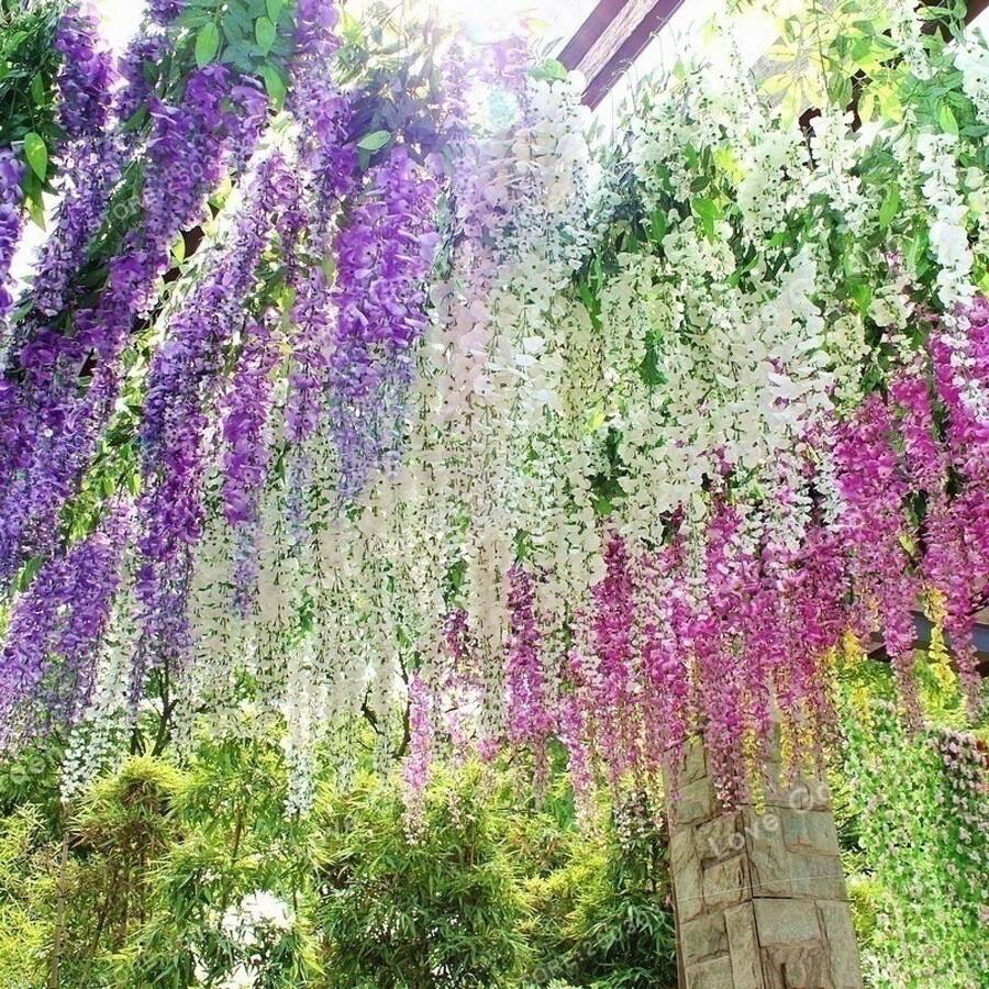 Wisteria, Outdoor Perennial Flower, Perennial Ground Cover Plant, Climbing Lawn, Outdoor Indoor Plant, Flower Planting, Herbaceous Plant, Vegetable, Fruit, Gardening, Suitable For Plant Enthusiasts As A Nature Gift, Local Delivery Cold Resistant And Suitable For All Seasons, Suitable For DIY Gardens, Home Gardens, Flower Pots And Courtyards - An Ideal Gardening Gift - 10 Hạt/hạt giống - Xem 1