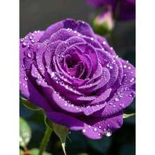 Start Your Unique Rose Garden With 50 German Purple Dragon Flower Seeds - Perfect For Spore Germination, Pollinator Habitat, Pet Safety - Ideal For Courtyards, Containers, Farms, And Home Decoration - 50 - 查看 3