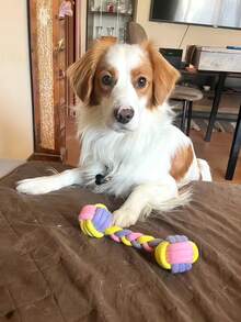 9 Pack XL Dog Chew Toys - Large Breed Aggressive Chewers, Durable Puppy Teething, Heavy Duty Cotton Rope Toys Dog Chew Toy Rope Knot Set, Durable Training Interactive Dog Rope Toy, Suitable For All Sizes Of Dogs To Play And Interact With. Chewing Knots, Multi-Functional Grinding Rope For Indoor And Outdoor Training