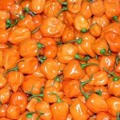 100 Seeds Of Pepper, Outdoor Perennial Herbs, Vegetables, Gardens, Suitable For Plant Lovers As A Gift From Nature, Local Delivery Perfect For Plant Lovers As A Gift From Nature Perfect For DIY Gardens, Home Gardens, Pots And Patios - Ldeal Gardening Gifts