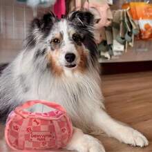 1 件涤纶毛绒狗玩具 - 可爱粉色骨头吱吱叫玩具，互动牙齿清洁咀嚼袋适合所有犬种和尺寸，完美的宠物礼物 - 彩色 - 查看 4