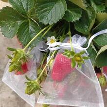 100个装葡萄水果种植袋网眼草莓蔬菜植物保护袋用于害虫控制防鸟园艺工具 - 彩色 - 查看 3