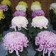 Crisantemo grande mezcla paquete 188 semillas otoño máximo esplendor flores coloridas resistencia fácil cultivo jardín naturaleza decoración temporada exterior paisajismo variado - Multicolor - Ver 10