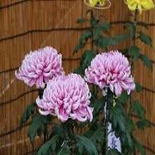 Crisantemo grande mezcla paquete 188 semillas otoño máximo esplendor flores coloridas resistencia fácil cultivo jardín naturaleza decoración temporada exterior paisajismo variado - Multicolor - Ver 7