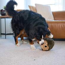 Outward Hound Hedgehogz Plush Dog Toy, Small - Chó Nhím Nhồi Bông - Xem 5