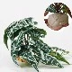 Anthurium Crystallineum