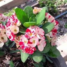 Free Home Delivery Lecano Crown Thorn Thorn Grass Seed Is An Extremely Rare Variety - 100 - View 8