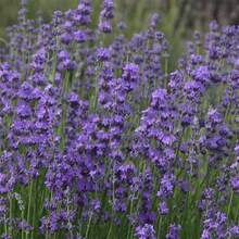 3个/6个/9个/12个薰衣草香氛袋，网状除臭袋，紫色薄纱薰衣草香氛袋，适用于家居衣柜抽屉鞋柜浴室汽车，车载空气清新剂，适合家庭、衣柜、鞋柜、浴室、汽车，返校季必备