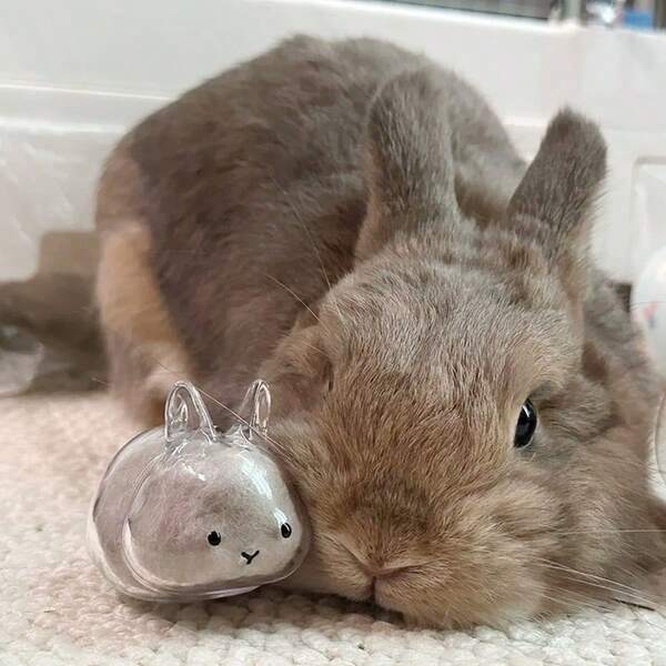 2-stöckige transparente Haartransportbox für Haustiere, süße Katzen-, Hunde- und Kaninchenfell-Schlüsselanhänger, Aufbewahrung von Haustierhaaren als Erinnerungsstück