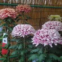 Crisantemo grande mezcla paquete 188 semillas otoño máximo esplendor flores coloridas resistencia fácil cultivo jardín naturaleza decoración temporada exterior paisajismo variado - Multicolor - Ver 5