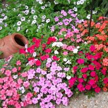 100+ Mixed Impatiens Balsamina Balsam Camellia Impatiens Seeds - Garden Balsam Impatiens Balsamina Cold-Resistant And Suitable For All Seasons, Ideal For DIY Gardens, Home Gardens, Flower Pots, And Courtyards - An Ideal Gardening Gift - 100 - View 3