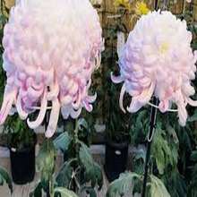 Crisantemo grande mezcla paquete 188 semillas otoño máximo esplendor flores coloridas resistencia fácil cultivo jardín naturaleza decoración temporada exterior paisajismo variado - Multicolor - Ver 4