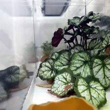 Reptile Plants For Terrarium Decor,Amphibian Habitat Decor,Artificial Plants For Gecko Chameleon Snake Tortoise Tank Accessories With Base (Monstera Deliciosa) - Green Heuchera Micrantha - View 5