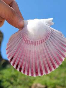 Christmas Natural Large Shell Purple Fan Shell Aquarium Landscaping Decor Mediterranean Style Home Ornament Landscape Home Decorations, Home Decoration Accessories Home Decoration Ornaments, Living Room Decoration Ornaments, Holiday Decorations, Wall Stickers Decorations - Multicolor - View 6